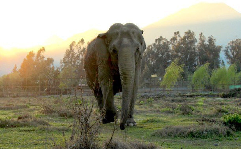 Raamba Nuestra Historia – RAMBA